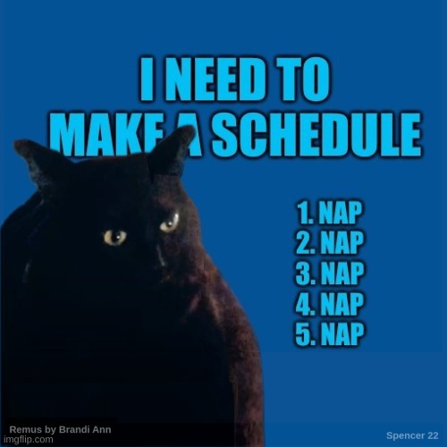 Contemplate Cat | image tagged in contemplate cat,nap,schedule,cats,sleeping,sleep | made w/ Imgflip meme maker