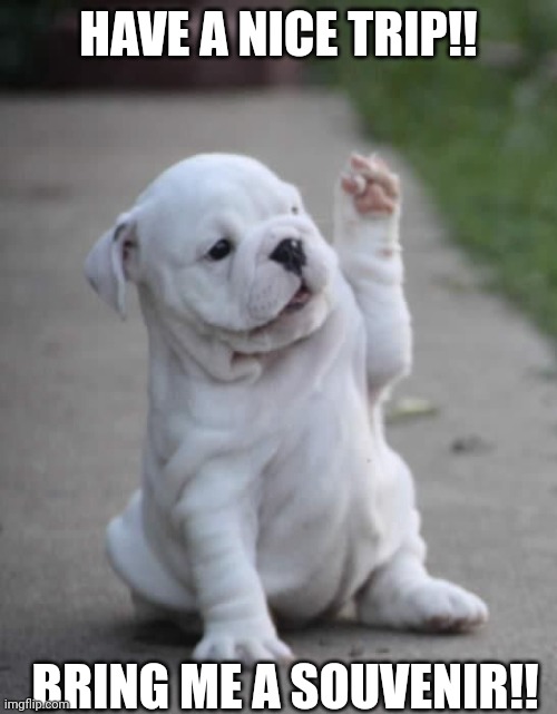 Puppy High Five Imgflip