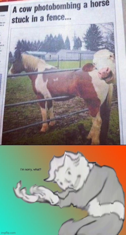 Photobomb | image tagged in i'm sorry what,photobomb,cow,horse,memes,news | made w/ Imgflip meme maker