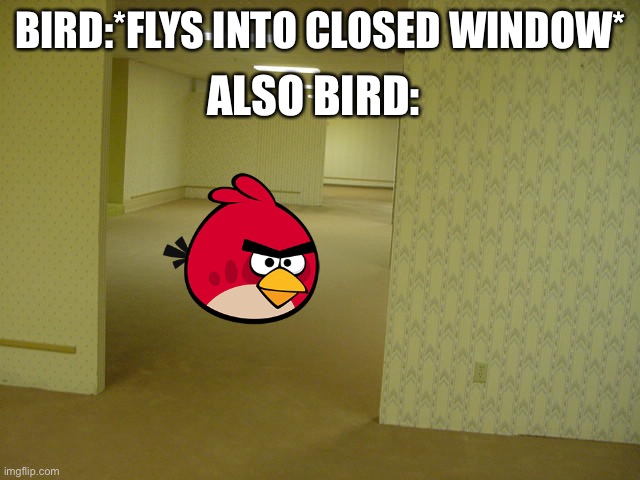 BIRDY | ALSO BIRD:; BIRD:*FLYS INTO CLOSED WINDOW* | image tagged in the backrooms,angry burd | made w/ Imgflip meme maker