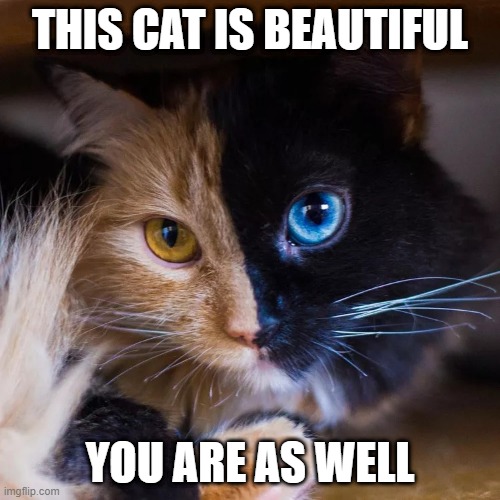 i hope this made you happy | THIS CAT IS BEAUTIFUL; YOU ARE AS WELL | image tagged in cute cat | made w/ Imgflip meme maker