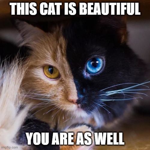 cats good looking Memes & GIFs - Imgflip