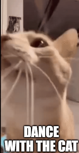 cat dancing gif and a one and a two
