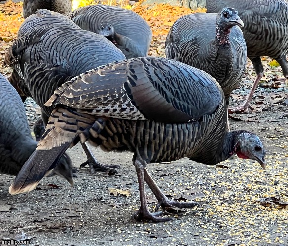 Turkeys | image tagged in not for thanksgiving | made w/ Imgflip meme maker