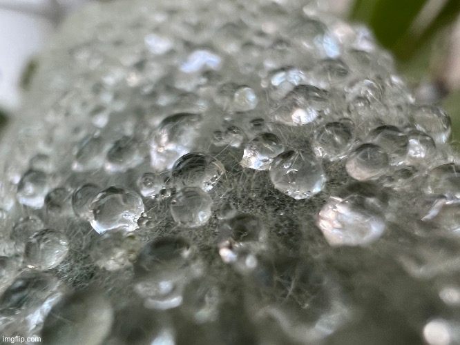 Water on fuzzy leaf | image tagged in syop | made w/ Imgflip meme maker