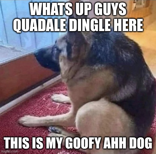 lol | WHATS UP GUYS QUADALE DINGLE HERE; THIS IS MY GOOFY AHH DOG | image tagged in what the dog doin | made w/ Imgflip meme maker