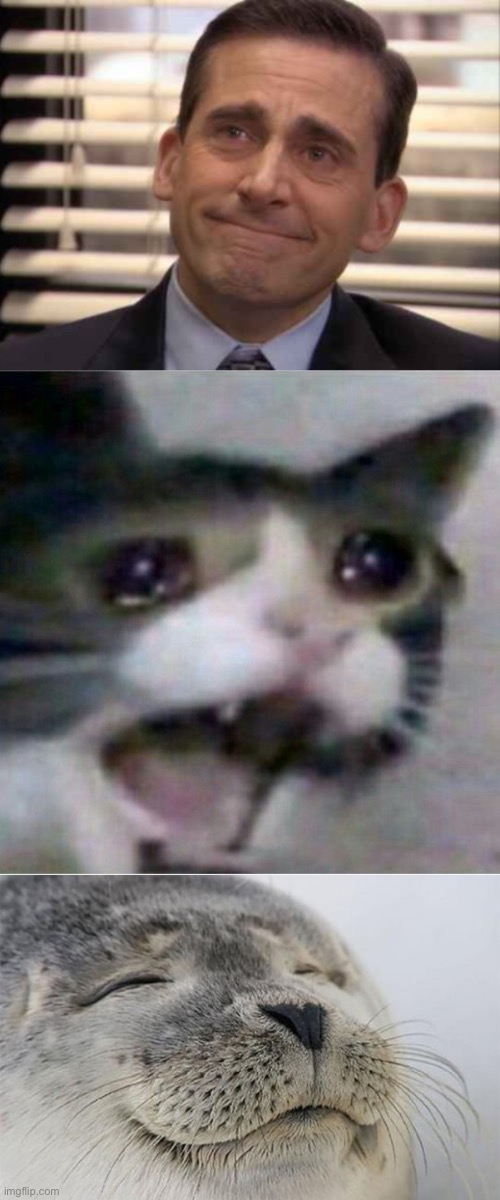 image tagged in wholesome,crying cat,wholesome seal | made w/ Imgflip meme maker
