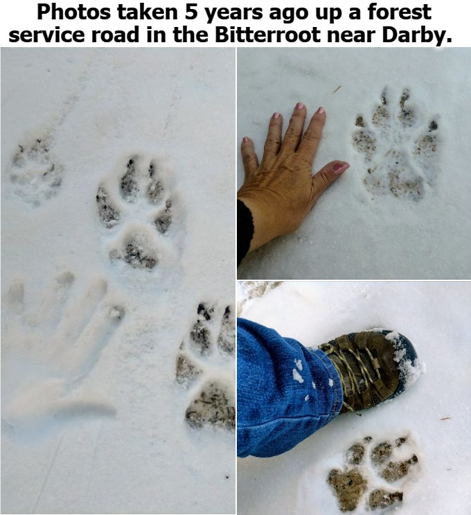 Montana Wolf Tracks | Photos taken 5 years ago up a forest service road in the Bitterroot near Darby. | image tagged in montana,somewhere in the middle of montana,wolf tracks,wolves,dad there is a monster under my bed | made w/ Imgflip meme maker