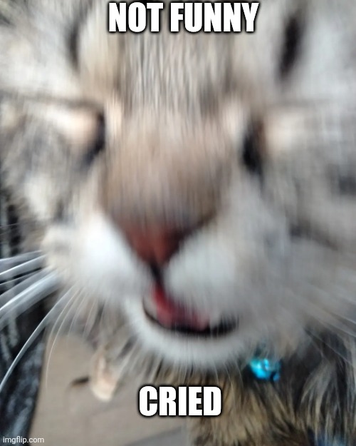Not funny. Cried | NOT FUNNY; CRIED | image tagged in crying cat | made w/ Imgflip meme maker