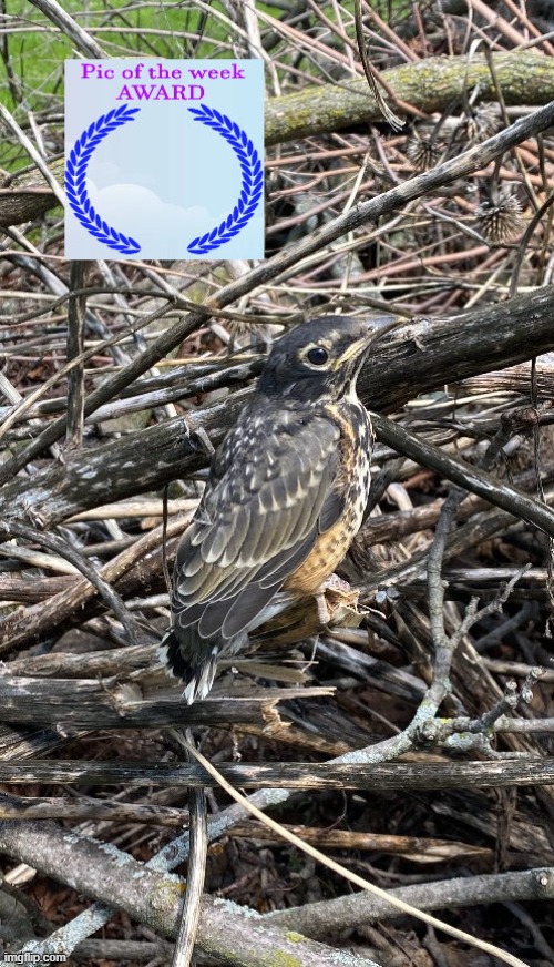 It's Monday and todays pic of the week award goes to: Juvenile Robin By KitCat5416 - https://imgflip.com/i/70u5nw | image tagged in kitcat5416,pic of the week | made w/ Imgflip meme maker