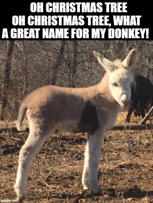 Oh Christmas Tree Oh Christmas Tree! What a great name for my donkey! | OH CHRISTMAS TREE OH CHRISTMAS TREE, WHAT A GREAT NAME FOR MY DONKEY! | image tagged in christmas | made w/ Imgflip meme maker