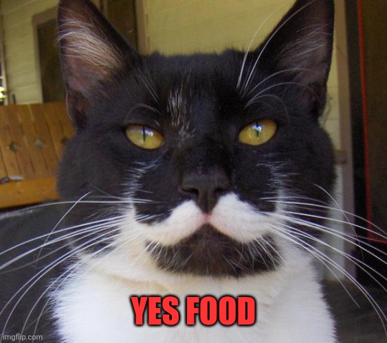 Stalin cat | YES FOOD | image tagged in stalin cat | made w/ Imgflip meme maker