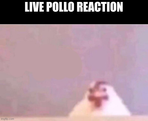 Live Pollo Reaction | image tagged in live pollo reaction | made w/ Imgflip meme maker