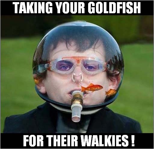 To The Park ! |  TAKING YOUR GOLDFISH; FOR THEIR WALKIES ! | image tagged in fun,goldfish,walkies,park | made w/ Imgflip meme maker