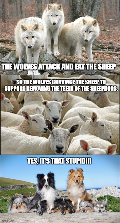 wolf | THE WOLVES ATTACK AND EAT THE SHEEP; SO THE WOLVES CONVINCE THE SHEEP TO SUPPORT REMOVING THE TEETH OF THE SHEEPDOGS. YES, IT'S THAT STUPID!!! | image tagged in wolf,sheep,sheepdog,2nd amendment,gun control | made w/ Imgflip meme maker