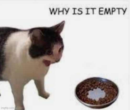 bro cats can be stupid | image tagged in memes,mems,cats,funny,dank,dankmem | made w/ Imgflip meme maker