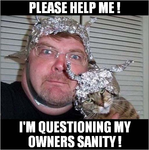Weird Owner Alert ! | PLEASE HELP ME ! I'M QUESTIONING MY
OWNERS SANITY ! | image tagged in cats,weird,owner,tin foil hat | made w/ Imgflip meme maker