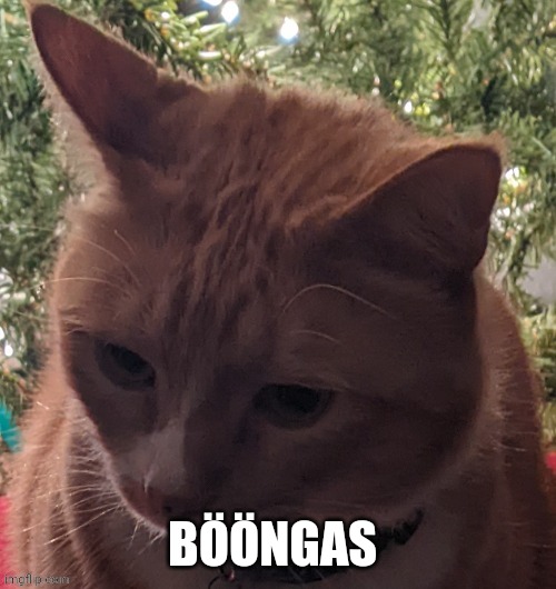 Bööngas. | BÖÖNGAS | image tagged in b ngas | made w/ Imgflip meme maker