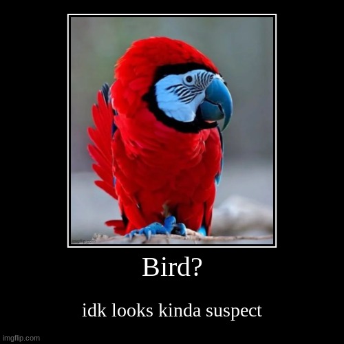 birb | image tagged in funny,demotivationals | made w/ Imgflip demotivational maker