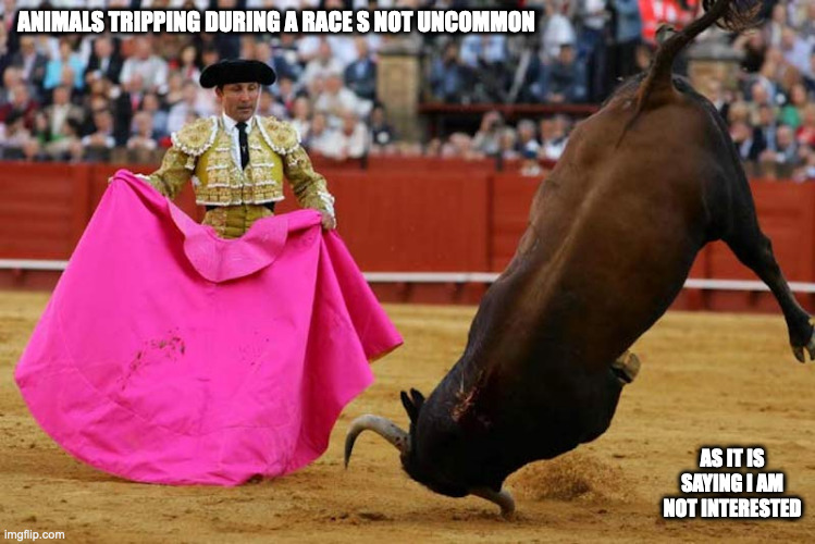 Bull Fail | ANIMALS TRIPPING DURING A RACE S NOT UNCOMMON; AS IT IS SAYING I AM NOT INTERESTED | image tagged in fail,memes | made w/ Imgflip meme maker