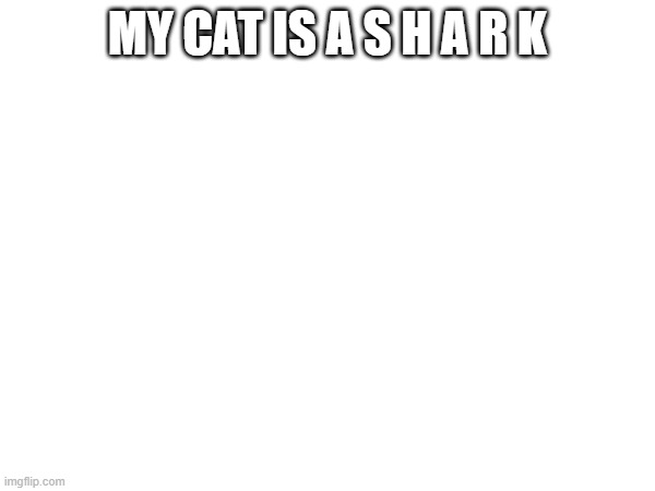 first and only post | MY CAT IS A S H A R K | made w/ Imgflip meme maker