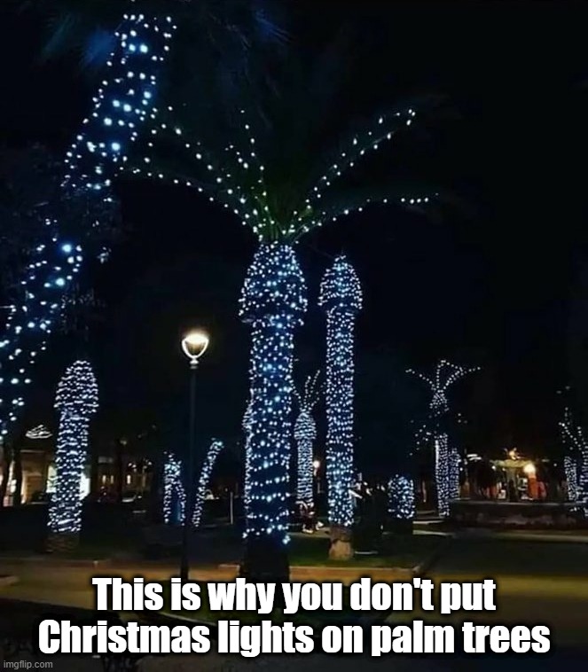  This is why you don't put Christmas lights on palm trees | image tagged in palm trees,trees,xmas,christmas,christmas lights | made w/ Imgflip meme maker