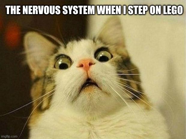 Scared Cat | THE NERVOUS SYSTEM WHEN I STEP ON LEGO | image tagged in memes,scared cat | made w/ Imgflip meme maker