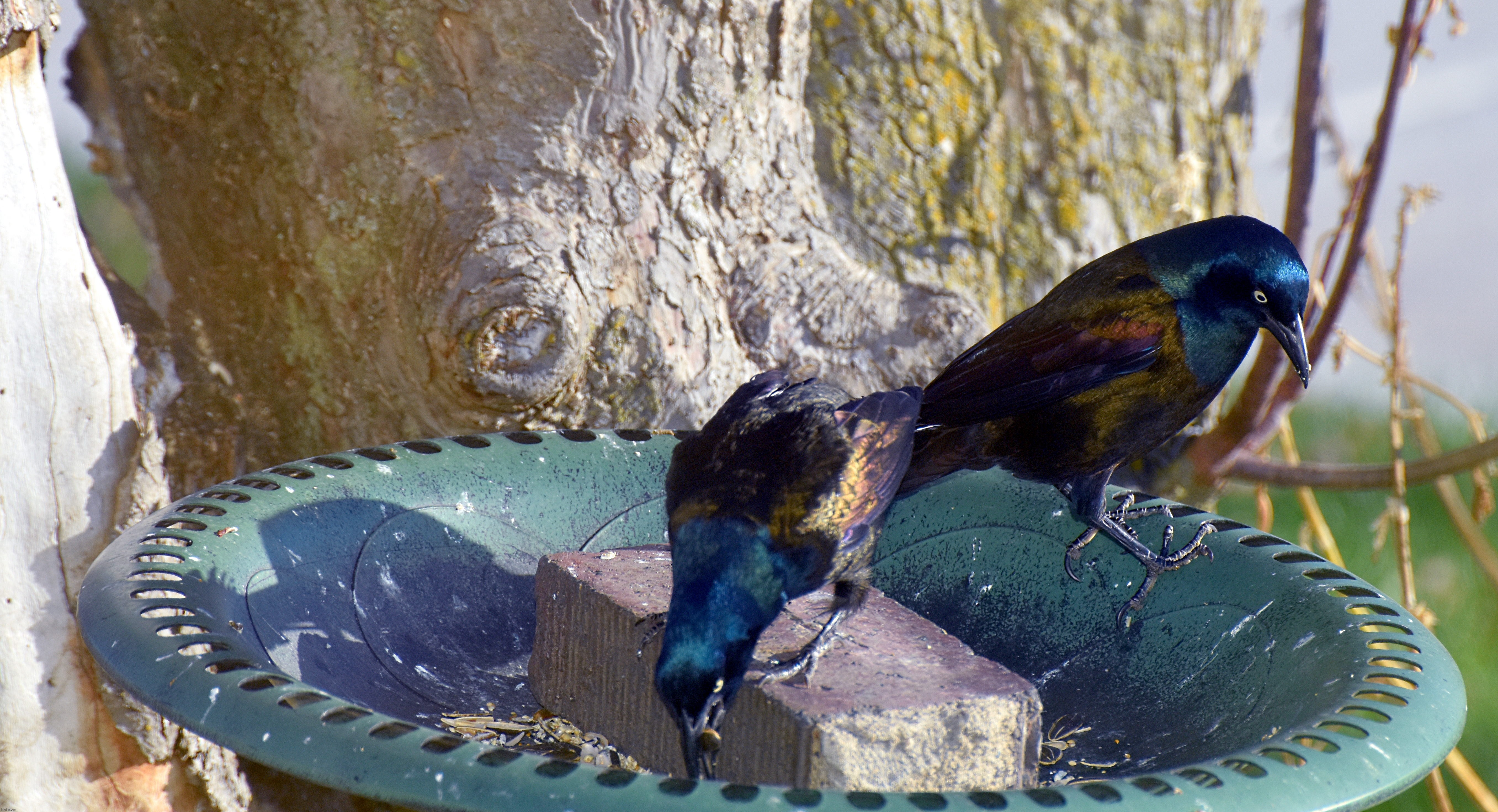 Some grackle's came to visit. | made w/ Imgflip meme maker