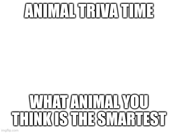 Haven't done these in a while | ANIMAL TRIVA TIME; WHAT ANIMAL YOU THINK IS THE SMARTEST | made w/ Imgflip meme maker