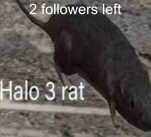 halo 3 rat | 2 followers left | image tagged in halo 3 rat | made w/ Imgflip meme maker