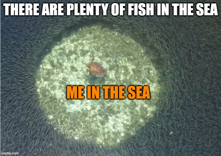 Plenty of fish in the sea | THERE ARE PLENTY OF FISH IN THE SEA; ME IN THE SEA | image tagged in fish in the sea | made w/ Imgflip meme maker