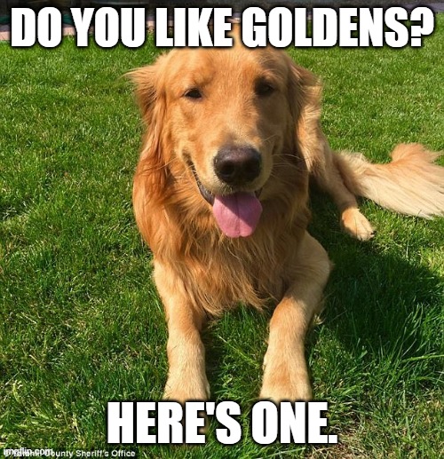 To cheer you up while you're scrolling. | DO YOU LIKE GOLDENS? HERE'S ONE. | image tagged in golden retriever,fluffy,cute,adorable,doggo,aww | made w/ Imgflip meme maker