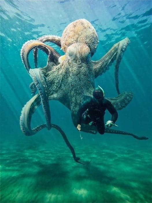 Octopus scuba diver predator Blank Meme Template
