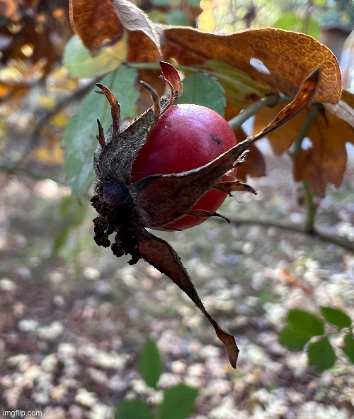 Rosehip | image tagged in gah this was hard,it kept moving | made w/ Imgflip meme maker