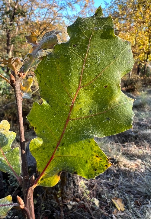 Leaf this morning | made w/ Imgflip meme maker