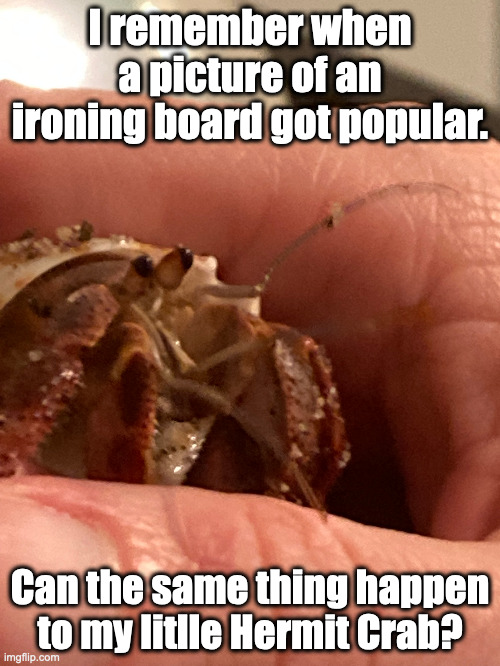 its cute isn't it? | I remember when a picture of an ironing board got popular. Can the same thing happen to my litlle Hermit Crab? | image tagged in crab,cute | made w/ Imgflip meme maker