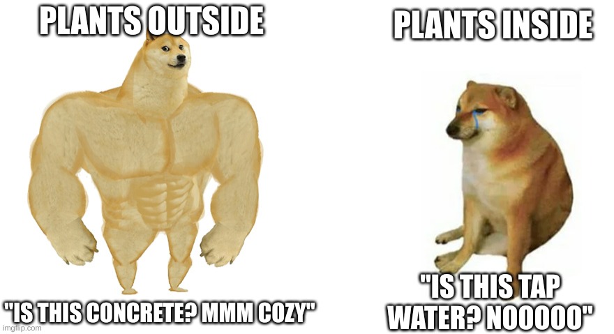 plants | PLANTS OUTSIDE; PLANTS INSIDE; "IS THIS TAP WATER? NOOOOO"; "IS THIS CONCRETE? MMM COZY" | image tagged in buff doge vs crying cheems | made w/ Imgflip meme maker