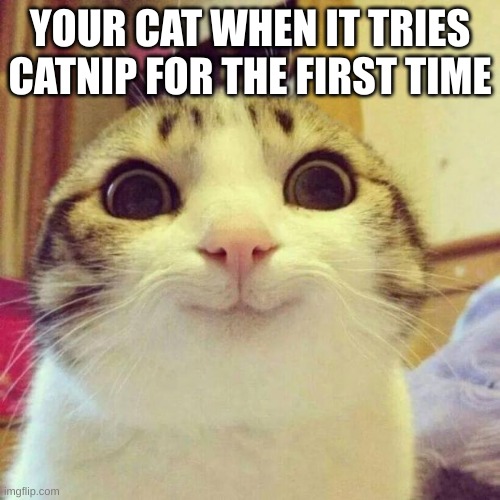 Its so true | YOUR CAT WHEN IT TRIES CATNIP FOR THE FIRST TIME | image tagged in memes,smiling cat | made w/ Imgflip meme maker