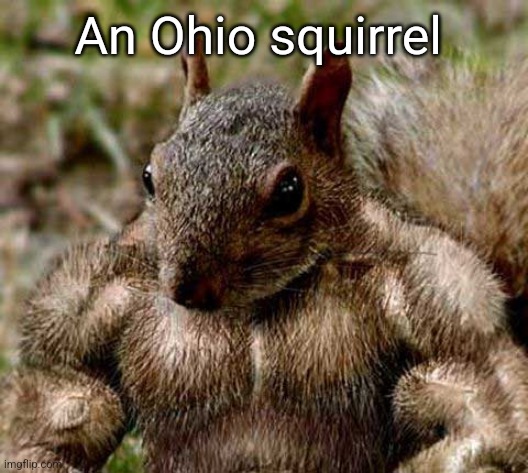 An Ohio squirrel | image tagged in memes | made w/ Imgflip meme maker