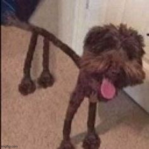 when the dog you drew in 2nd grade pulls up on you | made w/ Imgflip meme maker