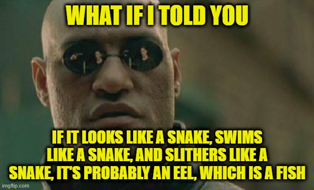 Appearances Can be Deceiving | WHAT IF I TOLD YOU; IF IT LOOKS LIKE A SNAKE, SWIMS LIKE A SNAKE, AND SLITHERS LIKE A SNAKE, IT'S PROBABLY AN EEL, WHICH IS A FISH | image tagged in matrix morpheus,snake,eel | made w/ Imgflip meme maker
