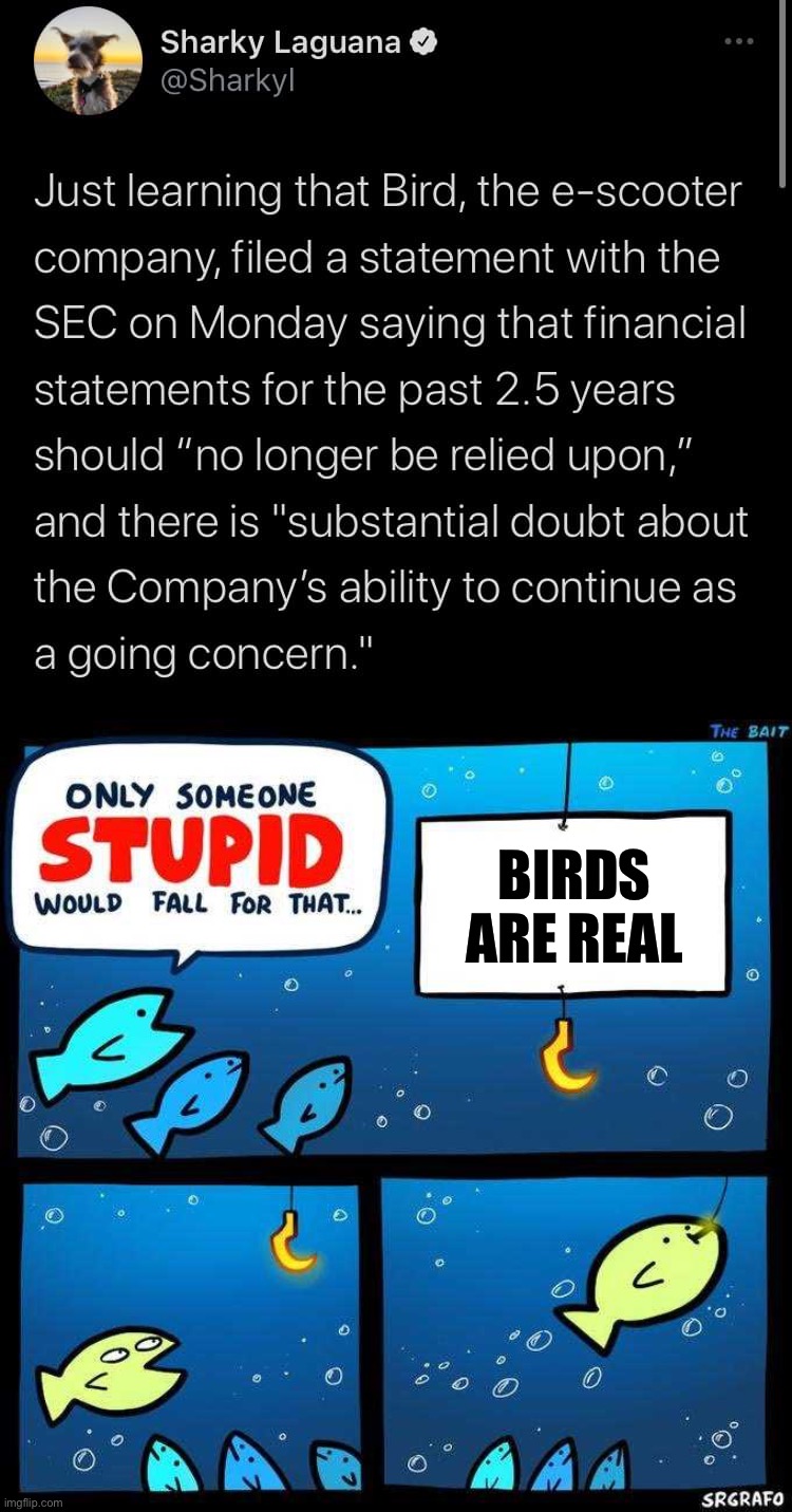BIRDS ARE REAL | image tagged in bankrupt bird,only someone stupid would fall for that | made w/ Imgflip meme maker