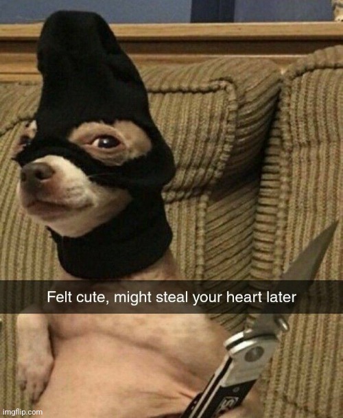 Dog robber | image tagged in dogs | made w/ Imgflip meme maker