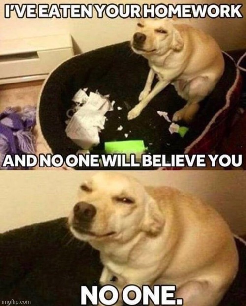 image tagged in dogs | made w/ Imgflip meme maker