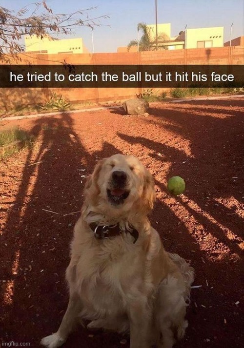 Poor dog :( | image tagged in dogs | made w/ Imgflip meme maker