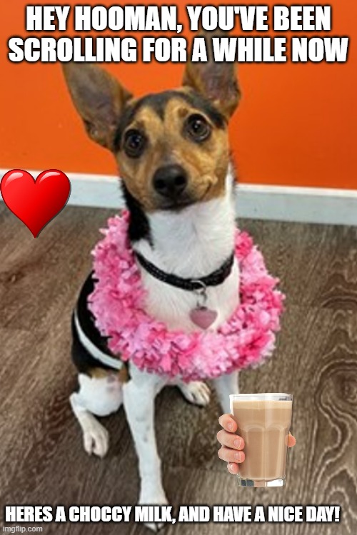 trying to get choccy milk meme back to imgflip community and this is my dog on her 1st bday at her doggy daycare. her names lucy |  HEY HOOMAN, YOU'VE BEEN SCROLLING FOR A WHILE NOW; HERES A CHOCCY MILK, AND HAVE A NICE DAY! | image tagged in cute dog | made w/ Imgflip meme maker