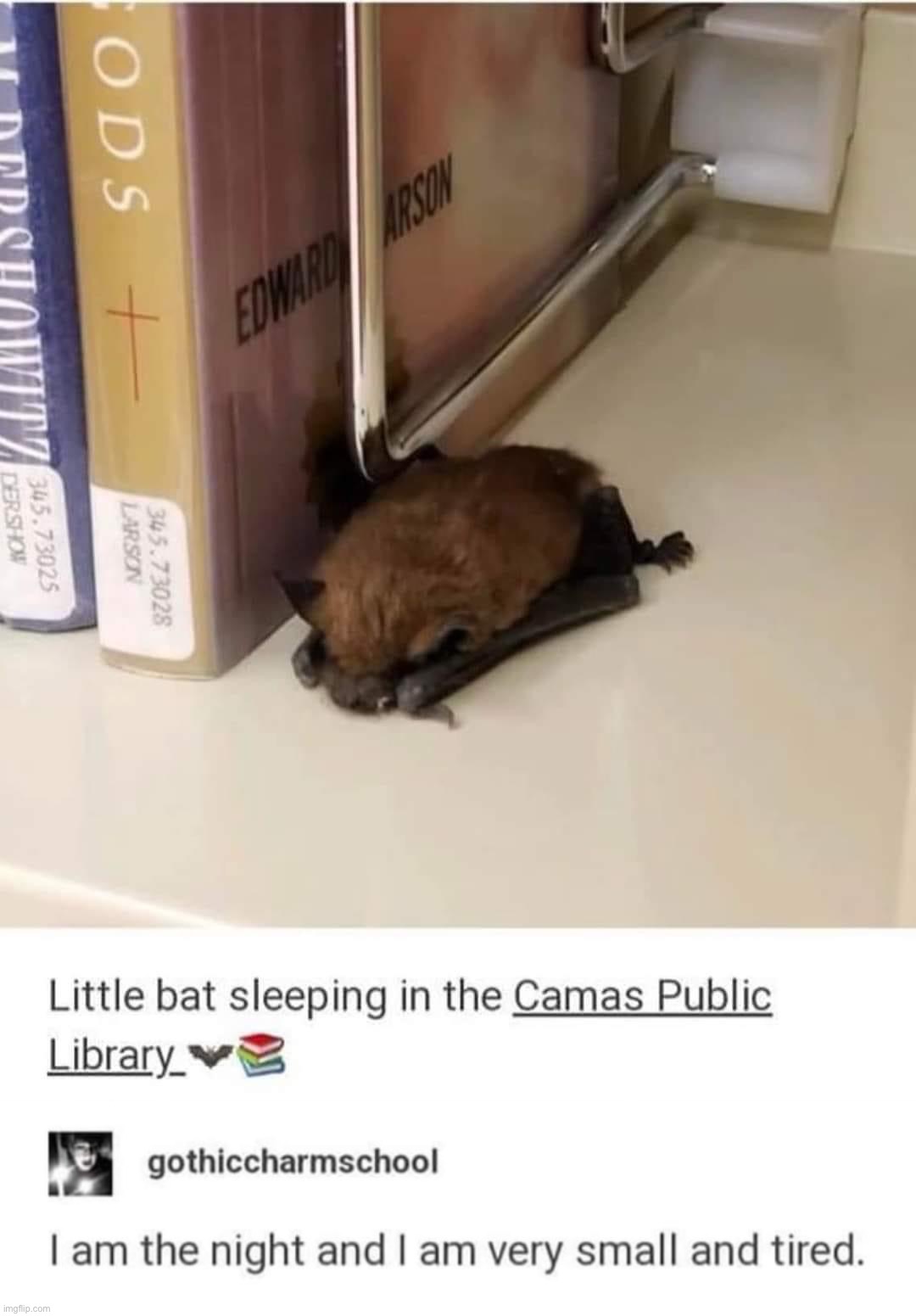 image tagged in little bat sleeping | made w/ Imgflip meme maker