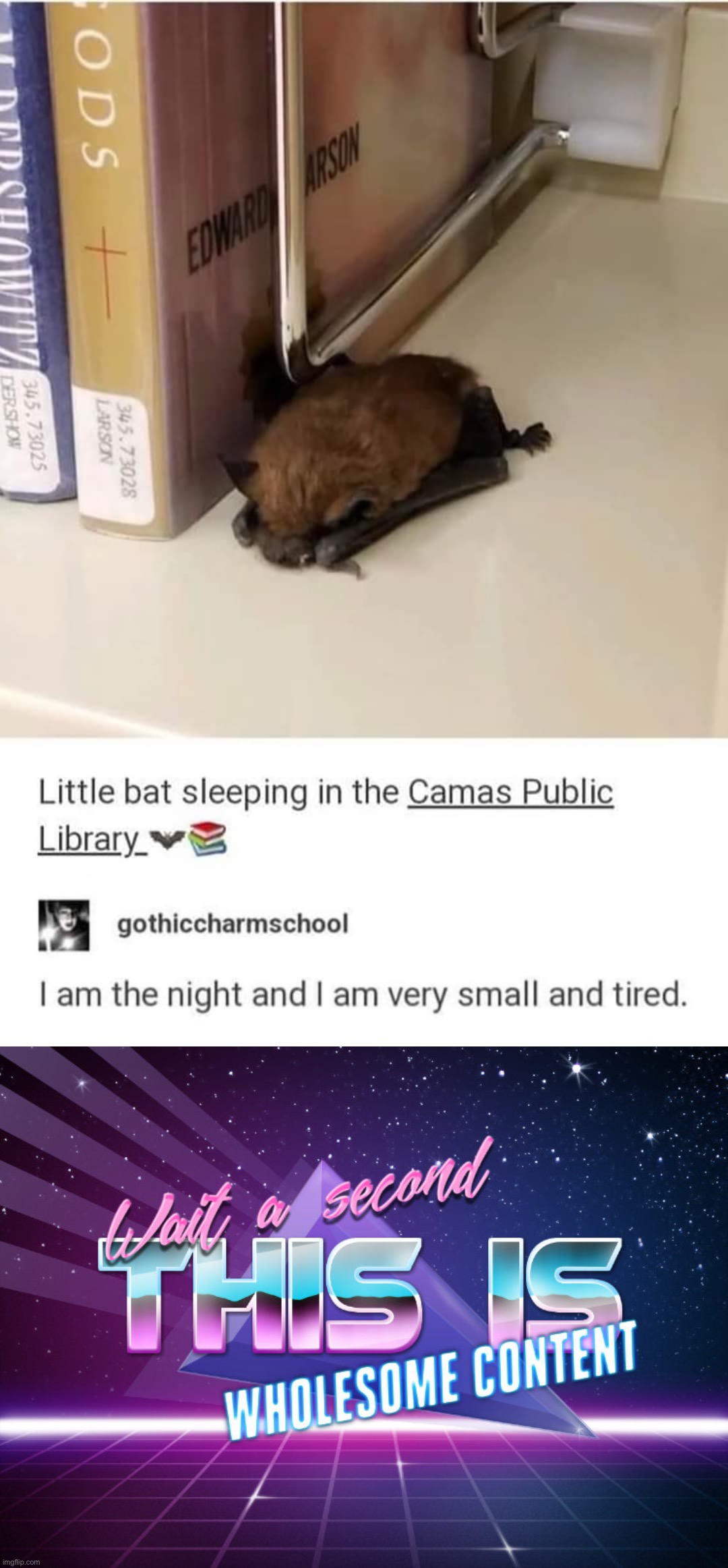 image tagged in little bat sleeping,wait a second this is wholesome content | made w/ Imgflip meme maker