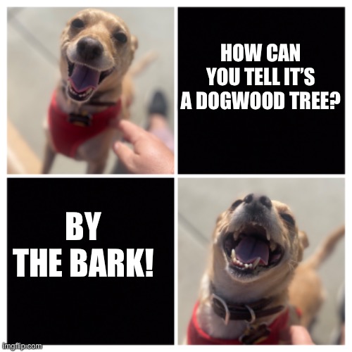 Dad Joke Dog | HOW CAN YOU TELL IT’S A DOGWOOD TREE? BY THE BARK! | image tagged in happy dog | made w/ Imgflip meme maker
