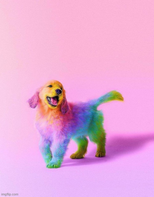 colorful dog | image tagged in awesome | made w/ Imgflip meme maker